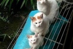 娱乐圈吃瓜猫是谁啊图片,揭秘网络红人的真实身份