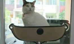 娱乐吃瓜酱猫窝,揭秘娱乐圈那些不为人知的幕后故事