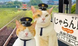 娱乐吃瓜喵散步,散步中的娱乐圈八卦揭秘