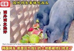 西瓜视频吃瓜猪娱乐,西瓜视频热门搞笑内容盘点